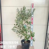 フェイジョア マンモス 6号スリット鉢（接木）｜s200｜果樹04-PA