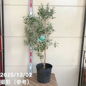 フェイジョア アポロ 7号｜s200｜果樹04-PA | 果樹 | 赤塚植物園