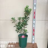 椿 ツバキ 4号 福島百合［こだわりの前田ナーセリー苗］｜花木04-PA