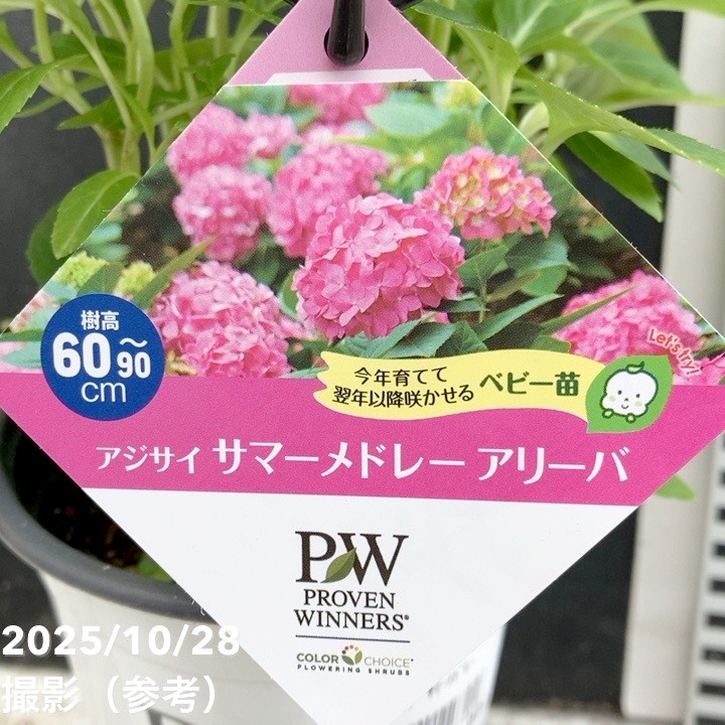 花 ページ PW アジサイ サマーメドレー アリーバ 11cmロングポット｜花木04