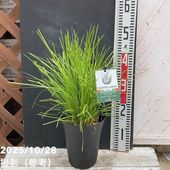 アガパンサス ブラックパンサー 4号｜草花04-PA | 草花,[季節の草花