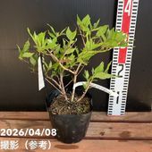 現品お届け】フィリカ プベッセンス ワフトフェザー 7号｜花木10-TU