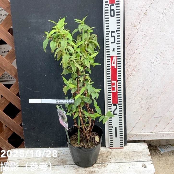ウツギ ラズベリーサンデー 5号｜花木04-PA