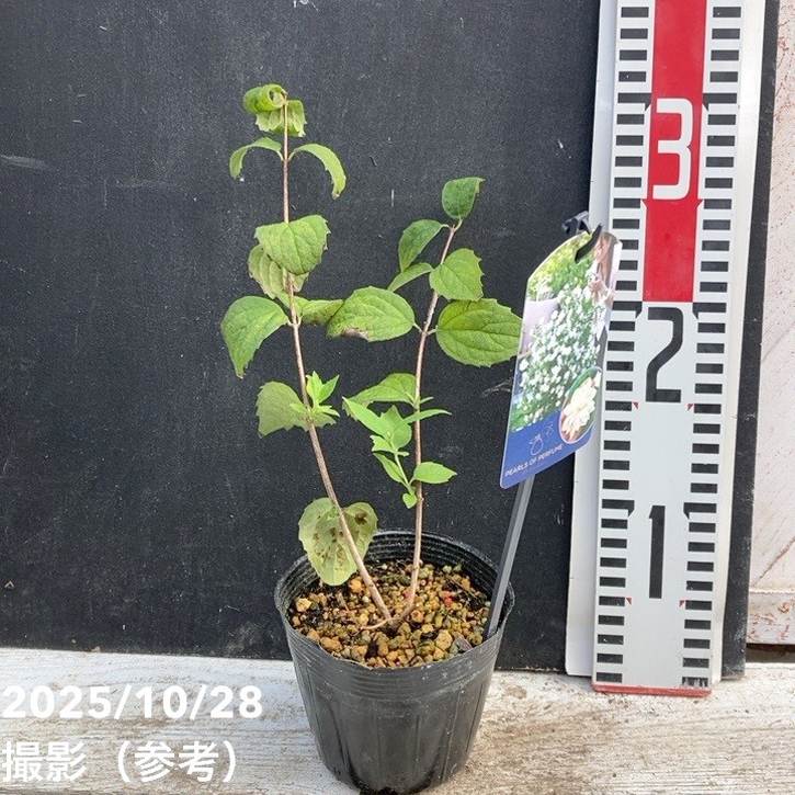 バイカウツギ パールズオブパフューム 3.5号|花木04-PA