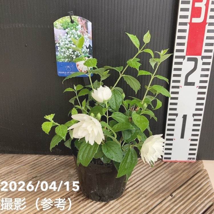 バイカウツギ パールズオブパフューム 3.5号｜花木04-PA