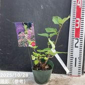 ピーターソンポポー ワバッシュ 5号｜果樹04-PA | 果樹,[珍しい果樹