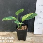 アロカシア バリエガータ バティック 3号ポット｜観葉10-TU