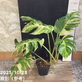 現品お届け】モンステラ アダンソニー バリエガータ 5号ロングスリット