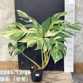 m*i様 アロカシアワトソニアナライトニングとシンポアルボバリエガータ斑入り m*i様 アロカシアワトソニアナライトニングとシンポアルボバリエガータ