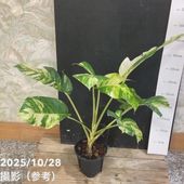 現品お届け】ユーフォルビア トリカデニア Euphorbia trichadenia 5号