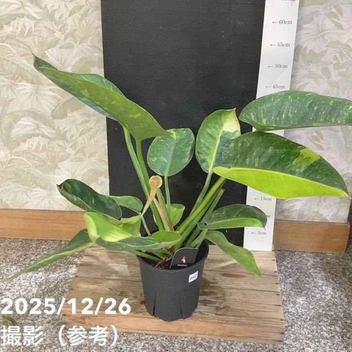 現品お届け】フィロデンドロン グリーンコンゴ Philodendron Green