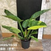今*！様 アンスリウム キングオブスぺーズ バタフライ アンスリウム キングオブスペード バタフライ : r/plants