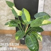 オリーブ ひなかぜ 7号｜果樹01-D1 | 花木・庭木 | 赤塚植物園