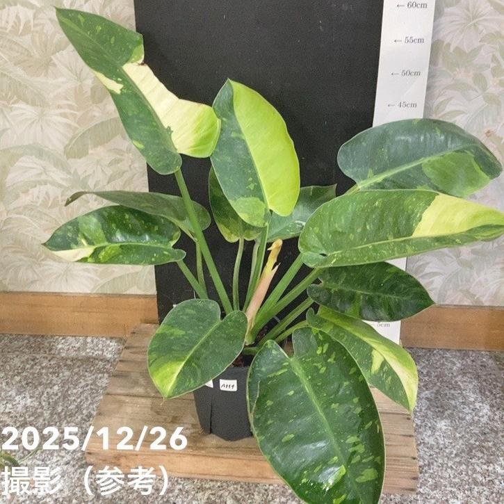 決算P5倍！8/2まで】【現品お届け】フィロデンドロン グリーンコンゴ
