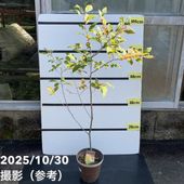 カレーの木（苗）カレーリーフ 4号｜草花10-TU | 草花,[ハーブ苗