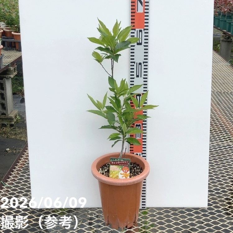 【決算P5倍！10%OFF！8/2まで】ウィンターベリー ウィンターゴールド 雌株 6号｜花木01-D1