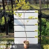 苔トレー スナゴケ 砂苔｜山野04-PA | □キーワードから探す,和・日本