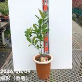 アグラオネマ ニティドゥム カーティシー Aglaonema nitidum var