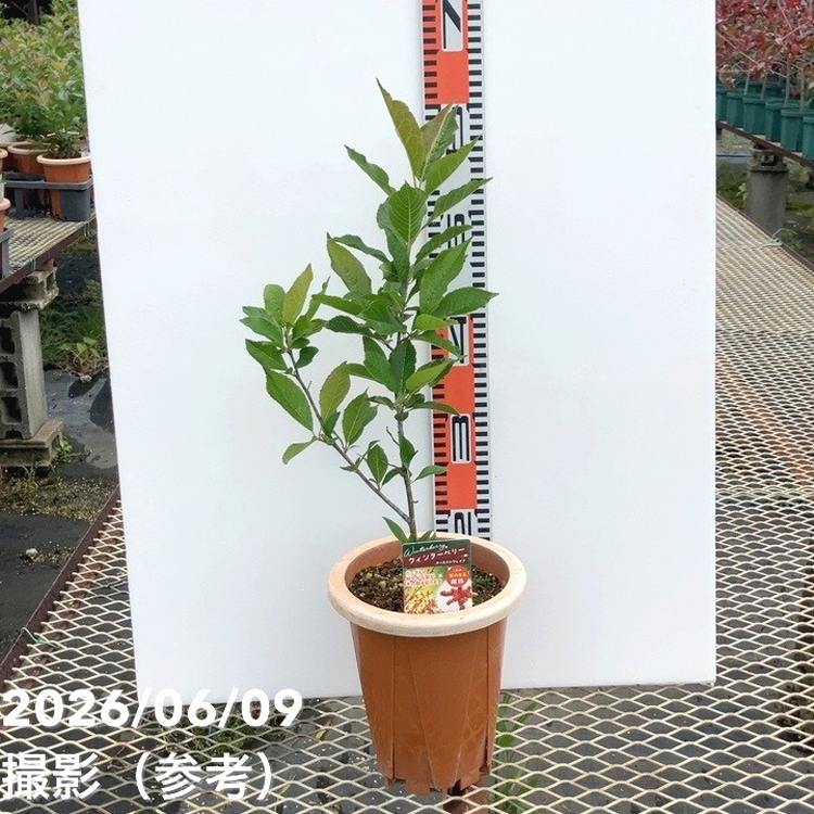 65周年記念セール】ウィンターベリー オーステルウェイク 雌株 6号