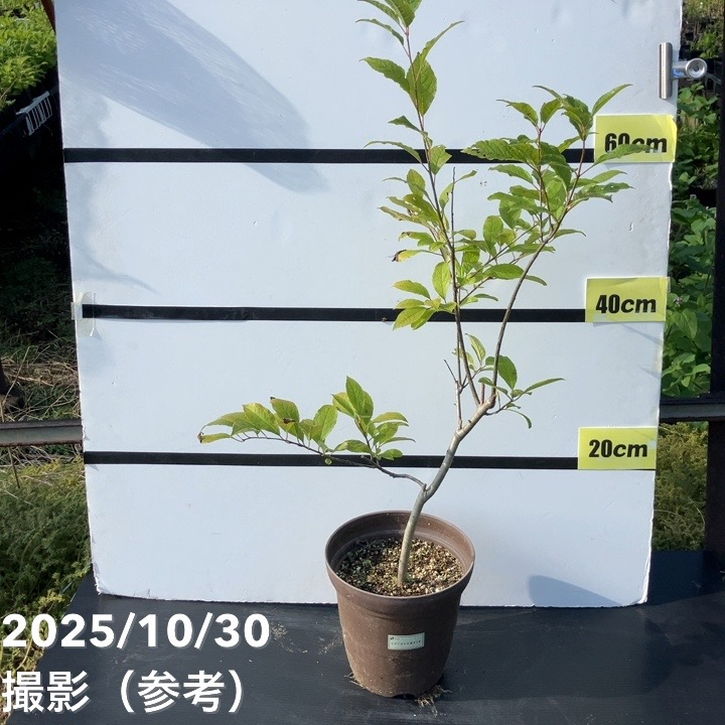 【数量限定 訳あり】ウィンターベリー オーステルウェイク 雌株 6号｜花木01-D1