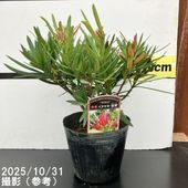 旅人の木（タビビトノキ）7号｜観葉10-TU | 観葉・多肉 | 赤塚植物園