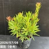 決算P5倍！10%OFF！8/2まで】ユッカ 4号 リネアリフォリア（Yucca