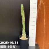 現品お届け】エケベリア 3.5号 ブラックプリンス錦（3）｜観葉10-TU