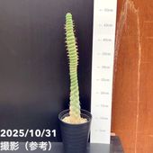 特価 訳あり】常緑クレマチス カートマニージョー 5号（ハート仕立て