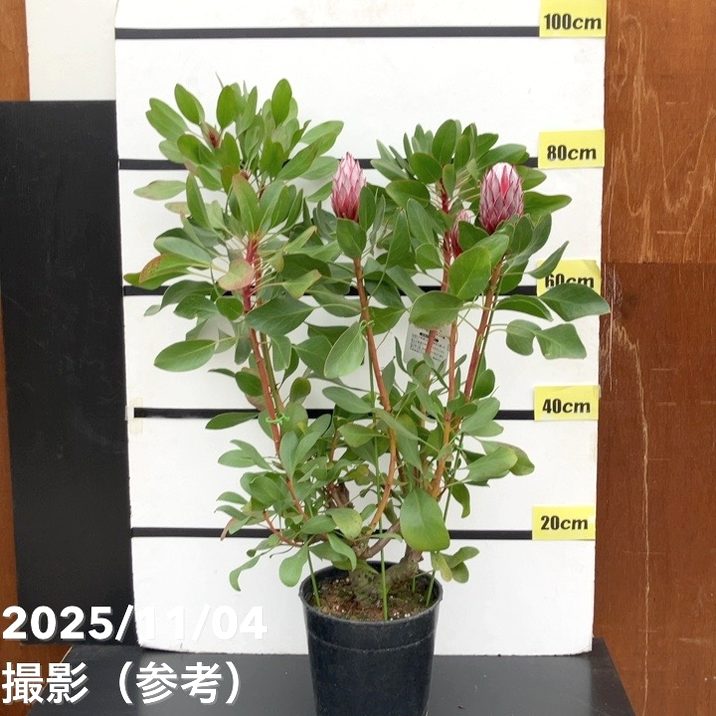 【現品お届け】キングプロテア リトルプリンス（5花付き）7号苗 PVP｜s200｜花木10-TU