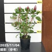 現品お届け】フィロデンドロン フロリダビューティー 3.5号ロング