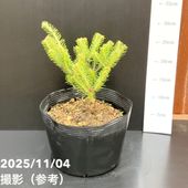 お買い得一点物咲き進み株】加藤農園 セミダブル系多弁クリスマス