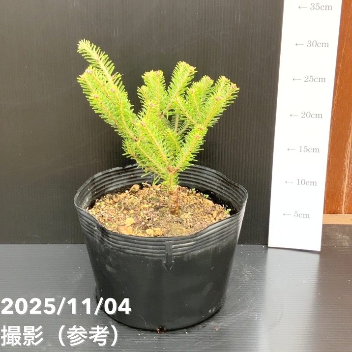 【現品お届け】真鍋庭園生産 レア品種 モミ サイシュウシラベ ゴールデンドリーム 7号（2）｜花木10-TU