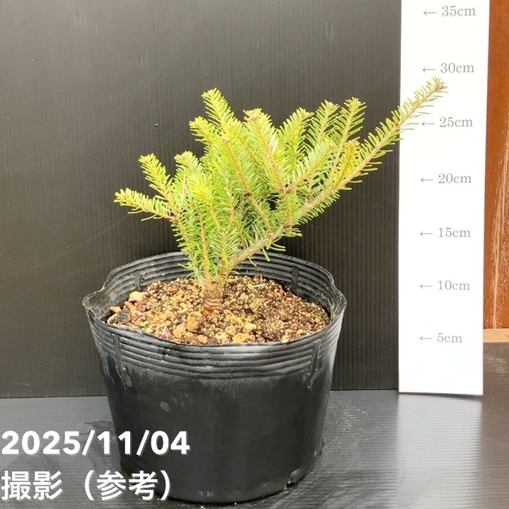 【現品お届け】真鍋庭園生産 レア品種 モミ サイシュウシラベ ゴールデンドリーム 7号（3）｜花木10-TU