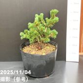 現品お届け】真鍋庭園生産 レア品種 カナダトウヒ アルバーティアナ