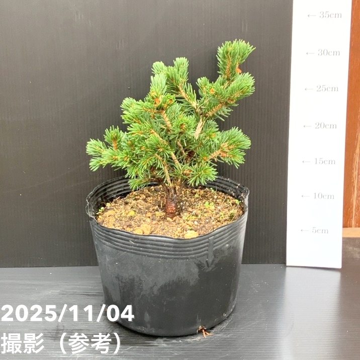 【現品お届け】真鍋庭園生産 レア品種 ピセア プンゲンス トウヒ ラッキーストライク 7号（1）｜花木10-TU