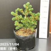 現品お届け】真鍋庭園生産 レア品種 ピセア プンゲンス トウヒ ホト 7 
