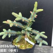 お買い得一点物咲き進み株】加藤農園 クリスマスローズ グロッシー