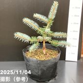 現品お届け】真鍋庭園生産 レア品種 モミ サイシュウシラベ シルバー