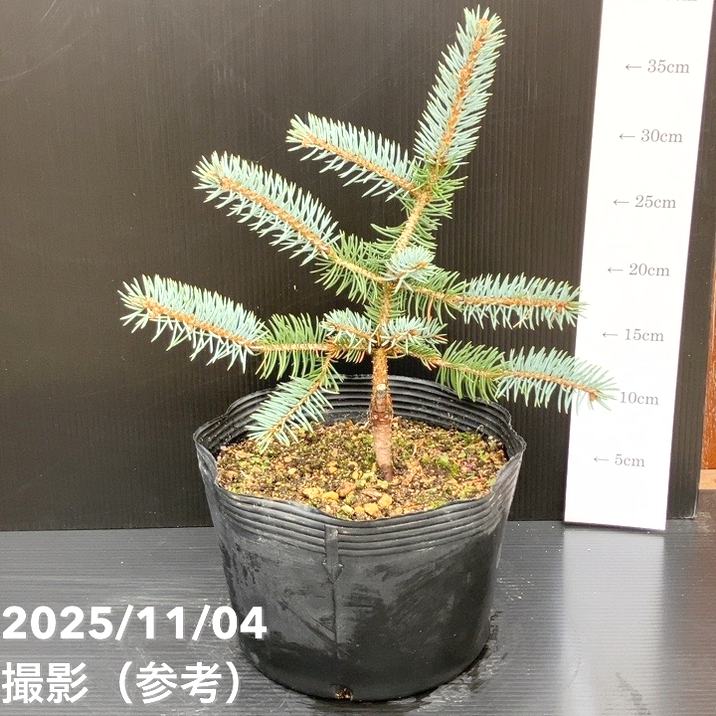 【現品お届け】真鍋庭園生産 レア品種 ピセア プンゲンス トウヒ ホト 7号（1）｜花木10-TU
