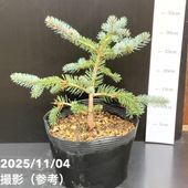 【現品お届け】真鍋庭園生産 レア品種 ピセア プンゲンス トウヒ ホト 7号（2）｜花木10-TU