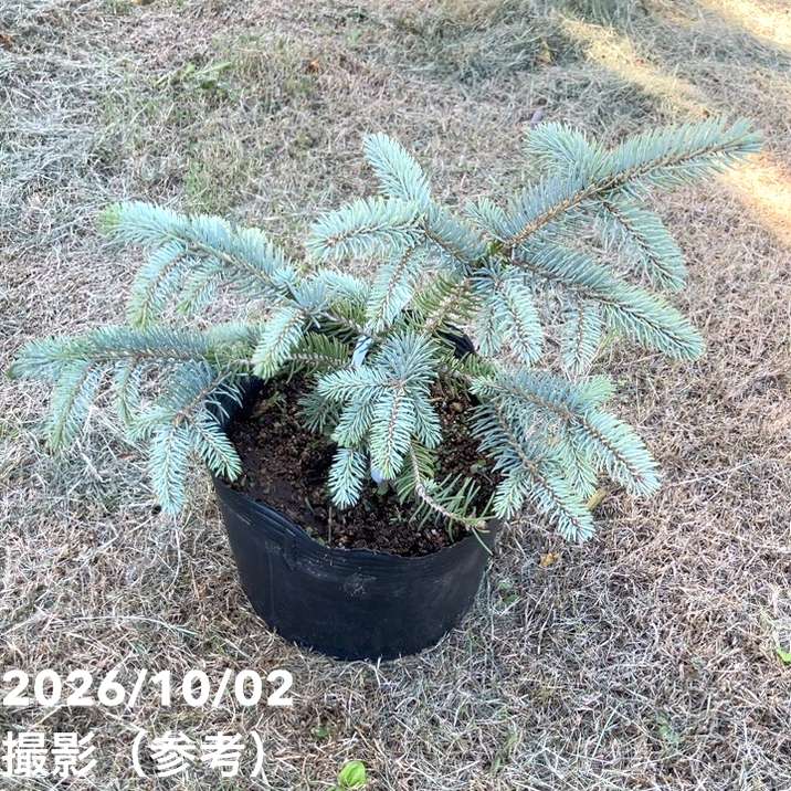 【現品お届け】真鍋庭園生産 レア品種 ピセア プンゲンス トウヒ ホト 7号（3）｜花木10-TU