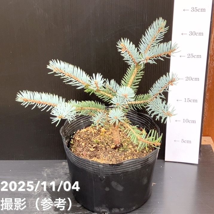 【現品お届け】真鍋庭園生産 レア品種 ピセア プンゲンス トウヒ ホト 7号（3）｜花木10-TU