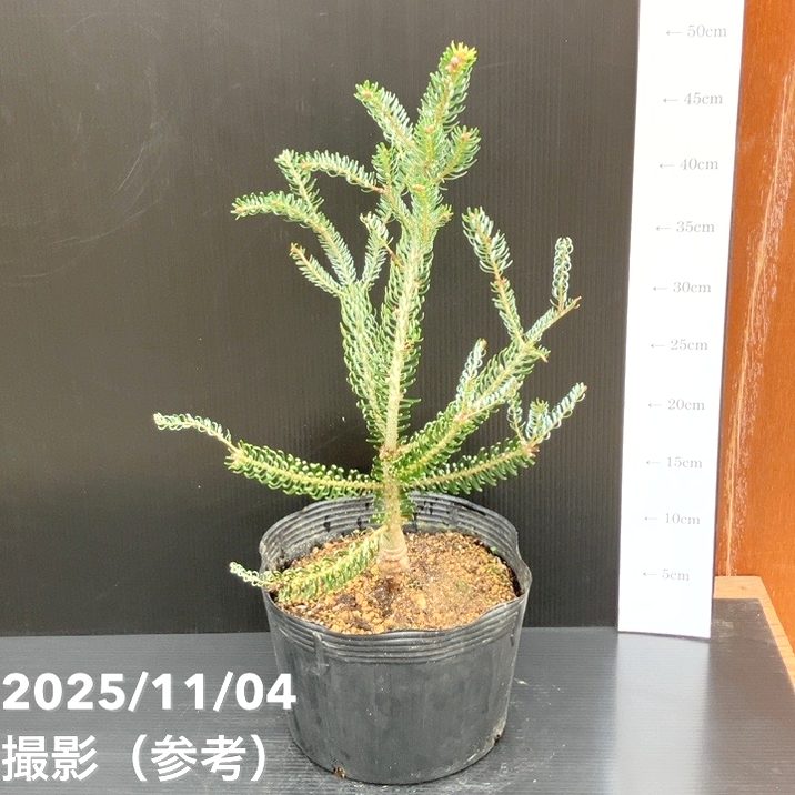 【現品お届け】真鍋庭園生産 レア品種 モミ サイシュウシラベ シルバーロック 7号（1）｜花木10-TU