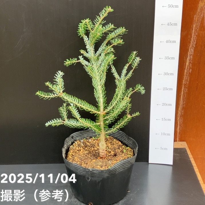 【現品お届け】真鍋庭園生産 レア品種 モミ サイシュウシラベ シルバーロック 7号（2）｜花木10-TU