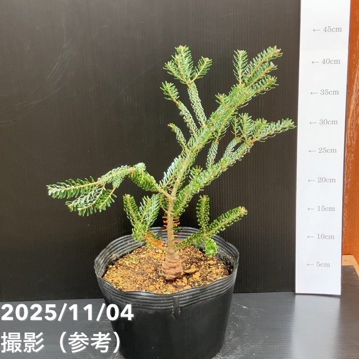 【現品お届け】真鍋庭園生産 レア品種 モミ サイシュウシラベ シルバーロック 7号(3)|花木10-TU