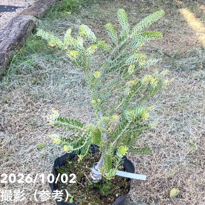 【現品お届け】真鍋庭園生産 レア品種 モミ サイシュウシラベ シルバーロック 7号(3)|花木10-TU