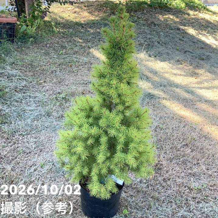 【現品お届け】真鍋庭園生産 レア品種 カナダトウヒ アルバーティアナ コニカ 5号｜花木10-TU