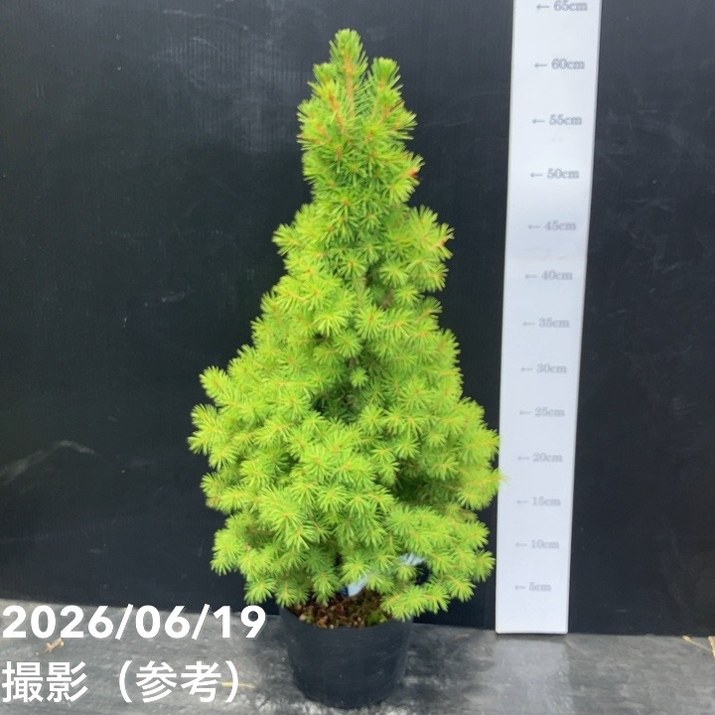 65周年記念セール】【現品お届け】真鍋庭園生産 レア品種 カナダトウヒ