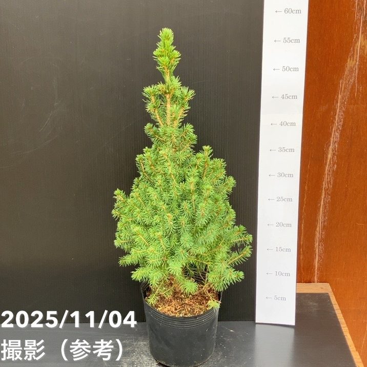 【現品お届け】真鍋庭園生産 レア品種 カナダトウヒ アルバーティアナ コニカ 5号｜花木10-TU