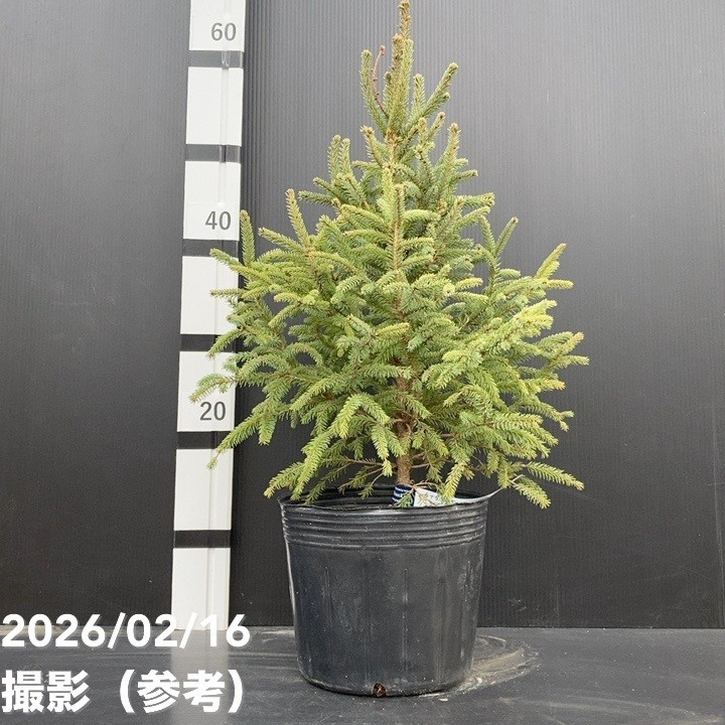 【現品お届け】真鍋庭園生産 レア品種 カナダトウヒ 矮性選抜 6号｜花木10-TU